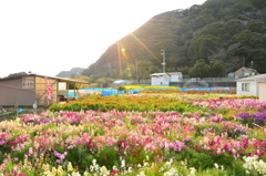 花摘み