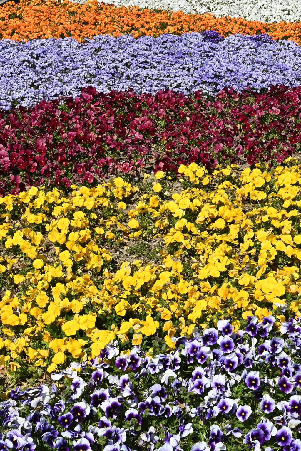 嵐山の花壇なのさ