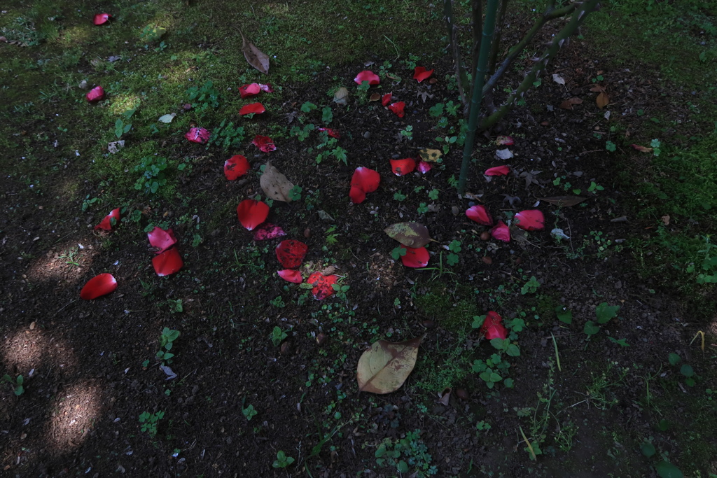 四百四病の花