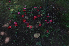 四百四病の花