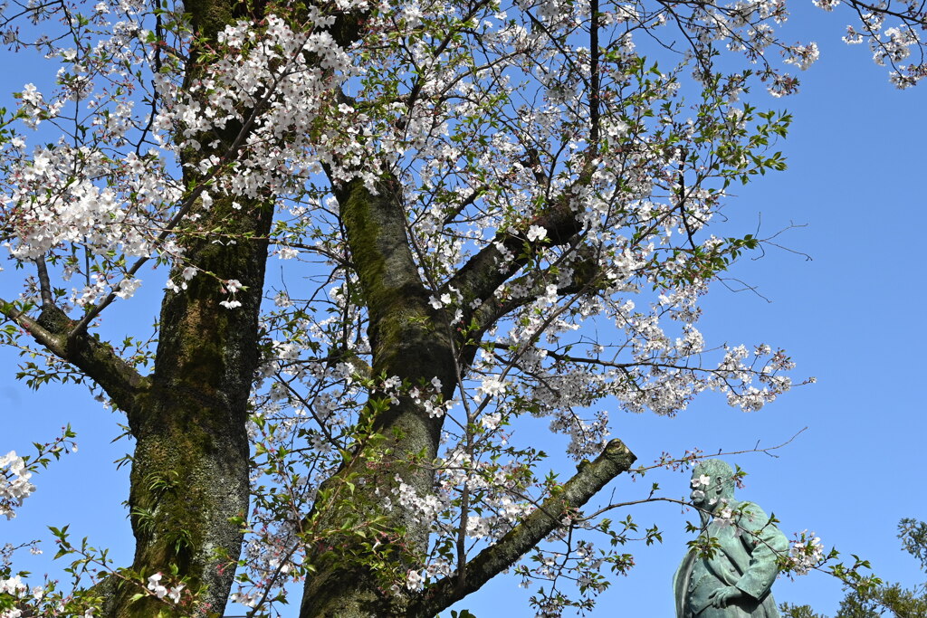 子爵品川弥二郎と桜