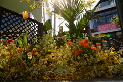 原宿植物図鑑
