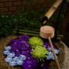 よりそひ花てみず