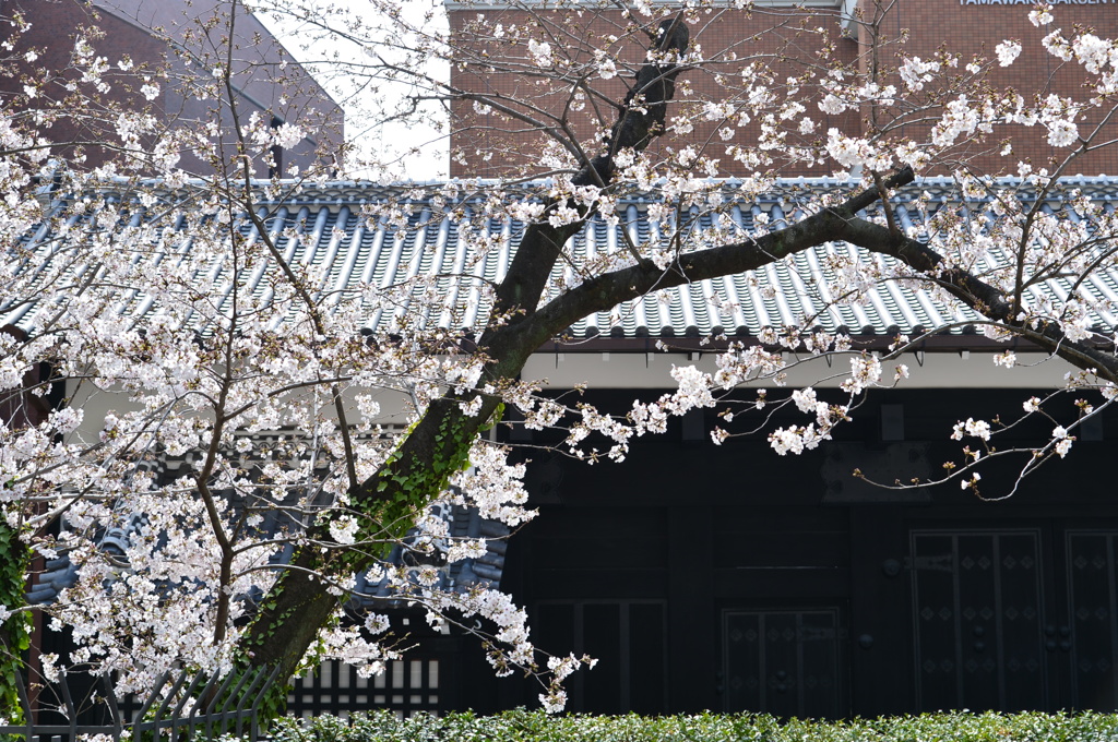 武家屋敷門と桜