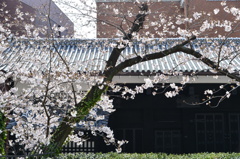 武家屋敷門と桜