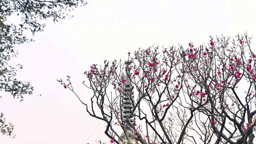 紅梅と相輪