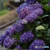 紫陽花に埋もれる中からキハが！