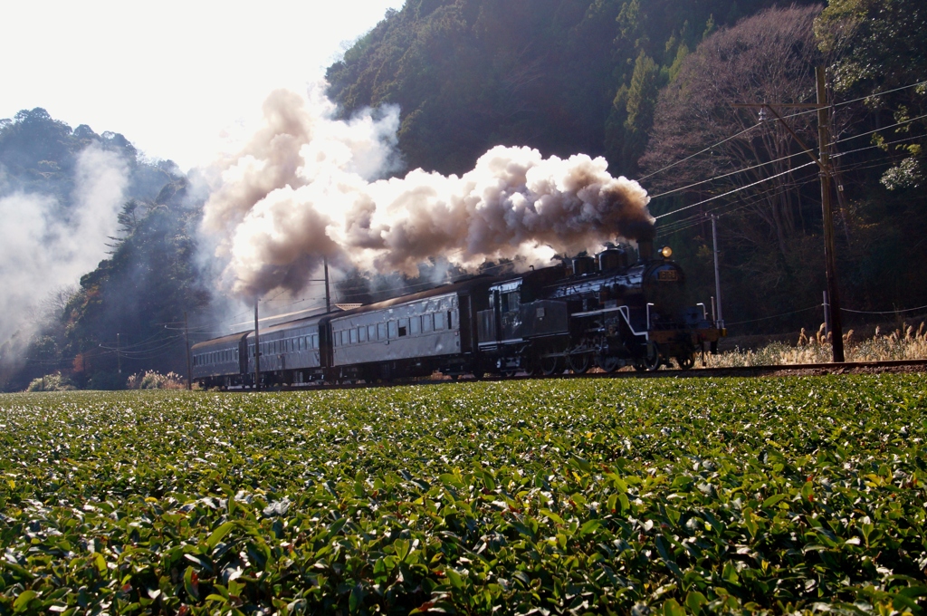 大井川鉄道のSL急行「かわね路」号！②