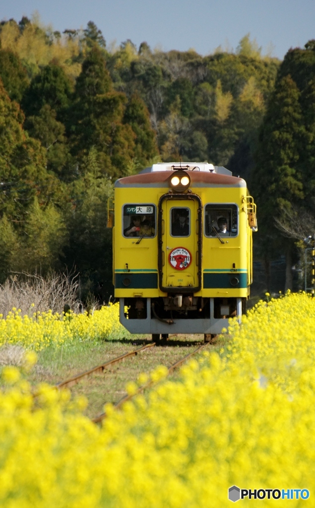 いすみ鉄道　菜の花ロードを進む！