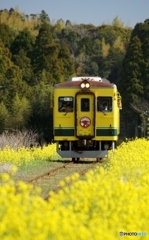 いすみ鉄道　菜の花ロードを進む！