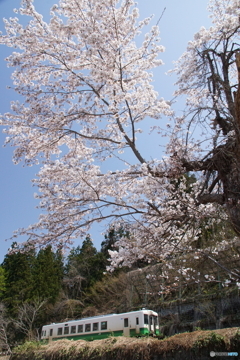 １本桜と東北色のキハ110！