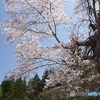 １本桜と東北色のキハ110！