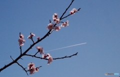 あんずの花をヌッて白い飛行機雲！