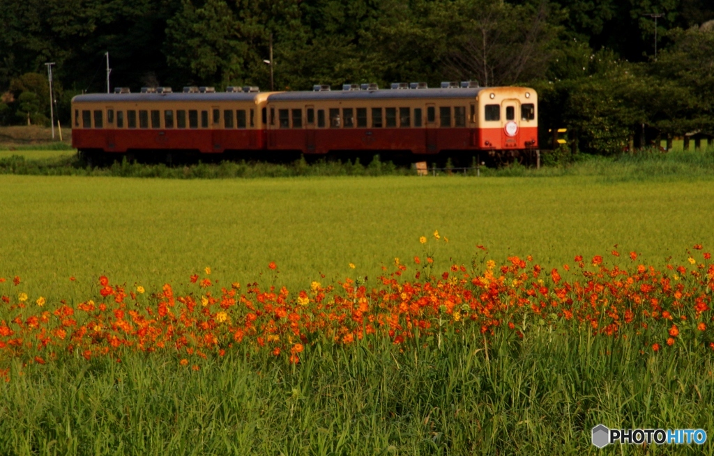 久しぶりの小湊鉄道キハ200！
