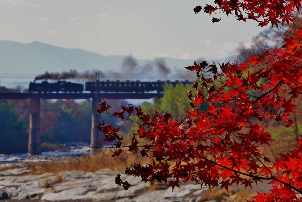 紅葉「鮮やか」