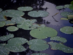 雨上がり！②（完）
