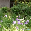 水車小屋＆花菖蒲！