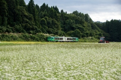 「風っこ」が蕎麦畑を！