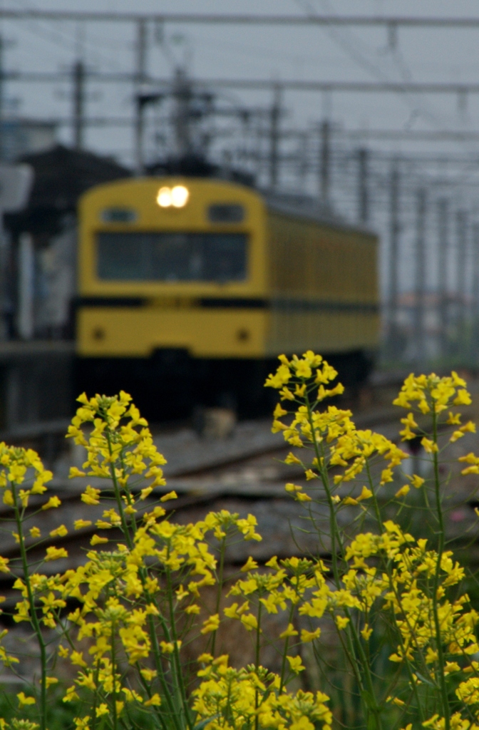 秩父鉄道の黄色の101系電車！