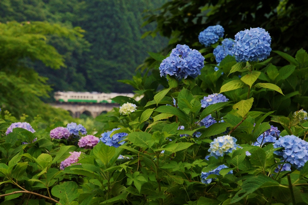 思い出の只見線！紫陽花・めがね橋・キハ40！