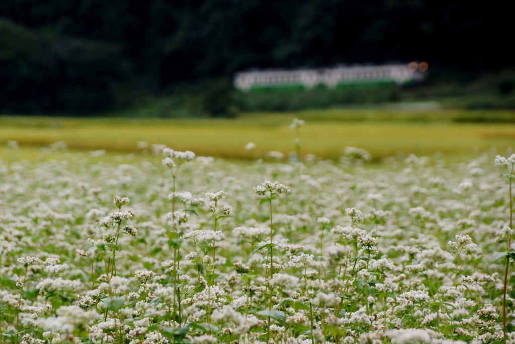 蕎麦の花と稲穂のジュータン②