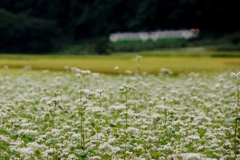 蕎麦の花と稲穂のジュータン②