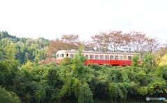 小湊鉄道　里見駅に到着前の築堤！