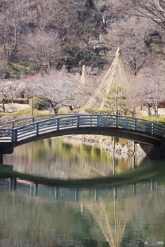 薬師池公園　太鼓橋！