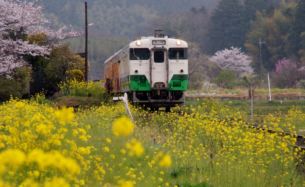 小湊鉄道の春！⑤