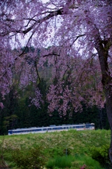 枝垂れ桜のカーテン‼