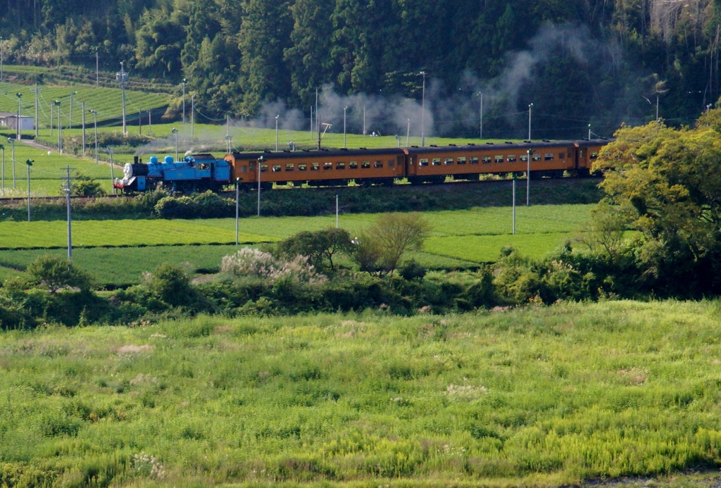 トーマスと茶畑！