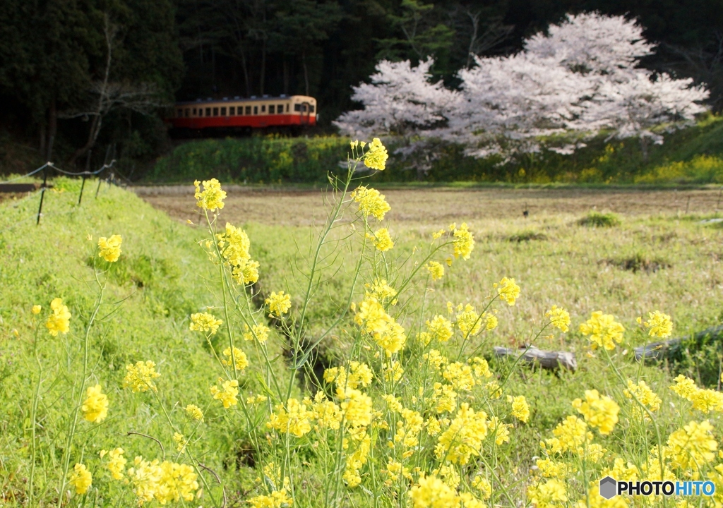 2023　小湊鉄道　春の飯給駅！③