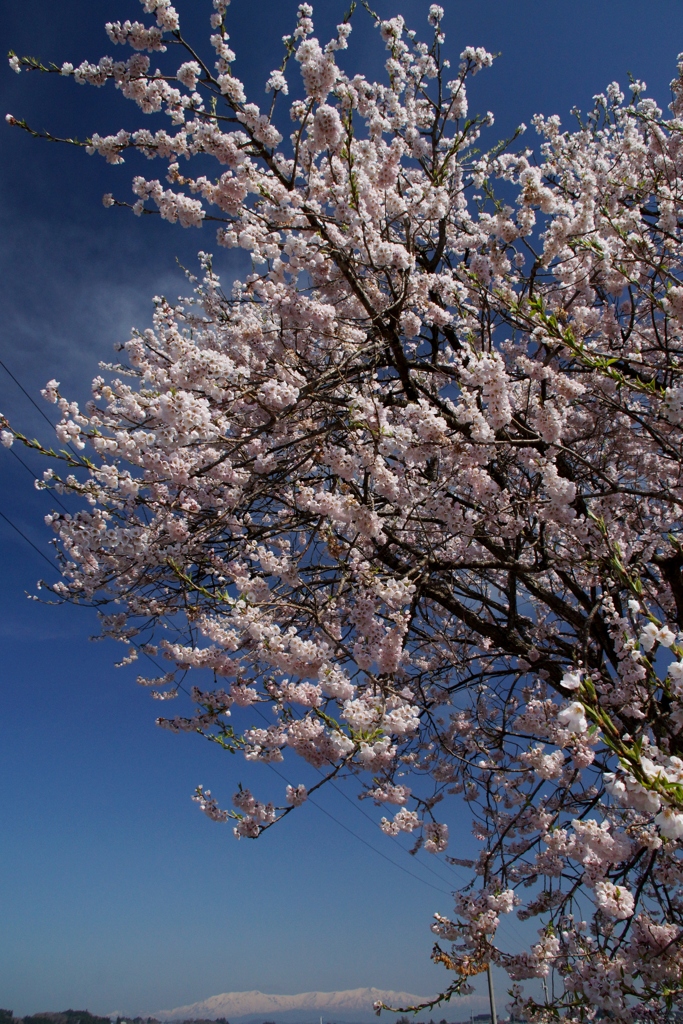 青空と満開の桜と遠目に飯豊連峰！