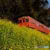 いすみ鉄道の菜の花スポット！