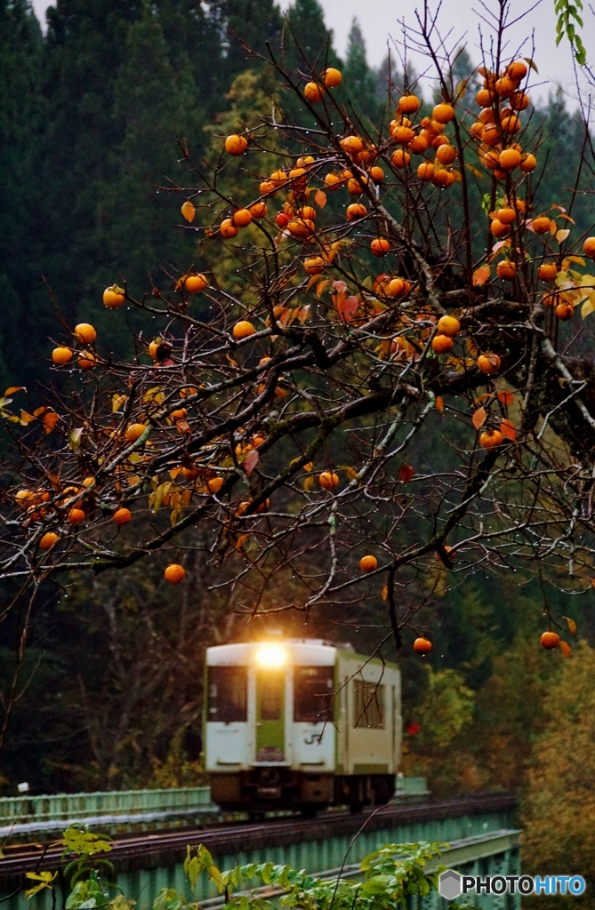 残り柿とキハ110！
