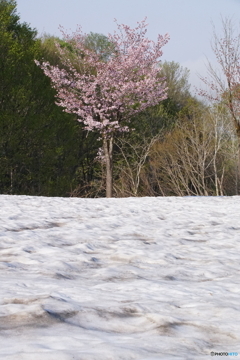 新潟県魚沼市雪上桜！
