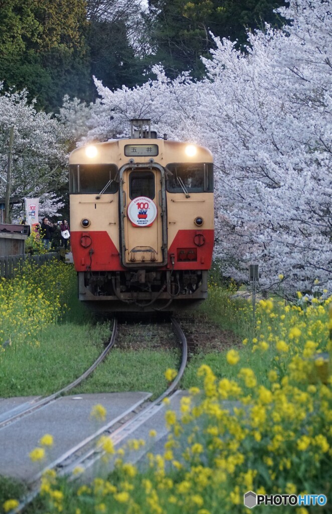 小湊鉄道の飯給の桜と菜の花！