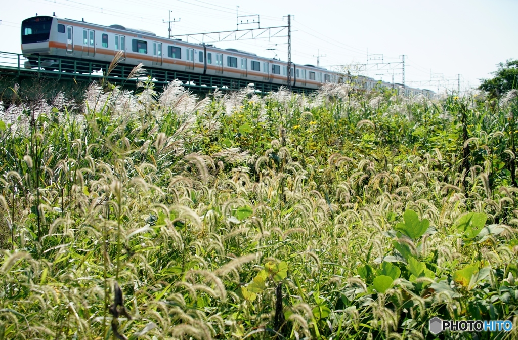 多摩川の秋！