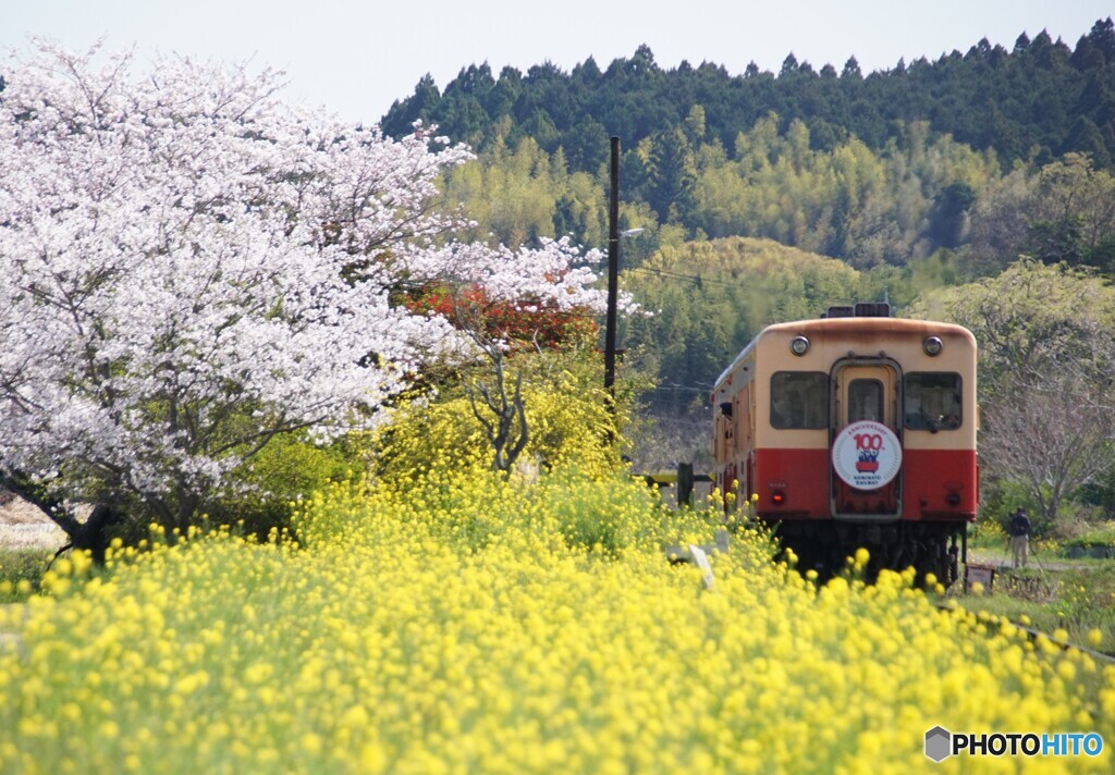 菜の花に桜の小湊鉄道！