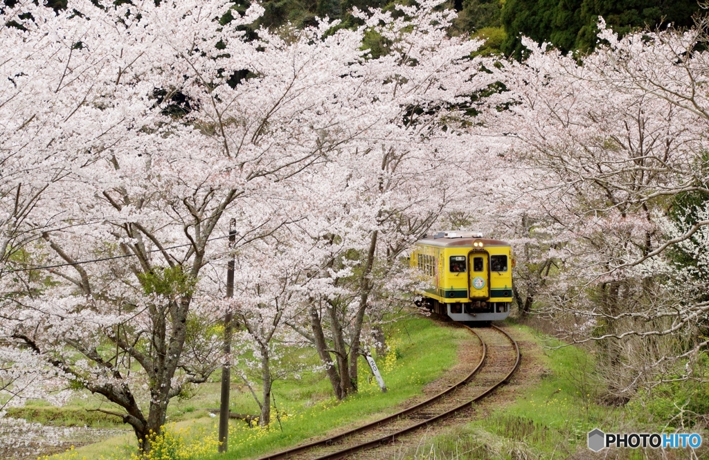 いすみ鉄道　桜トンネルから…