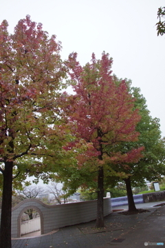 紅葉グラデーションpartⅠ