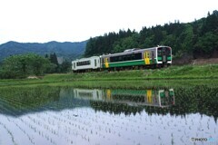 早苗の田んぼに映る水鏡！
