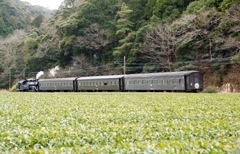 大井川鉄道SL「かわね路」号逆向き運転！②（完）