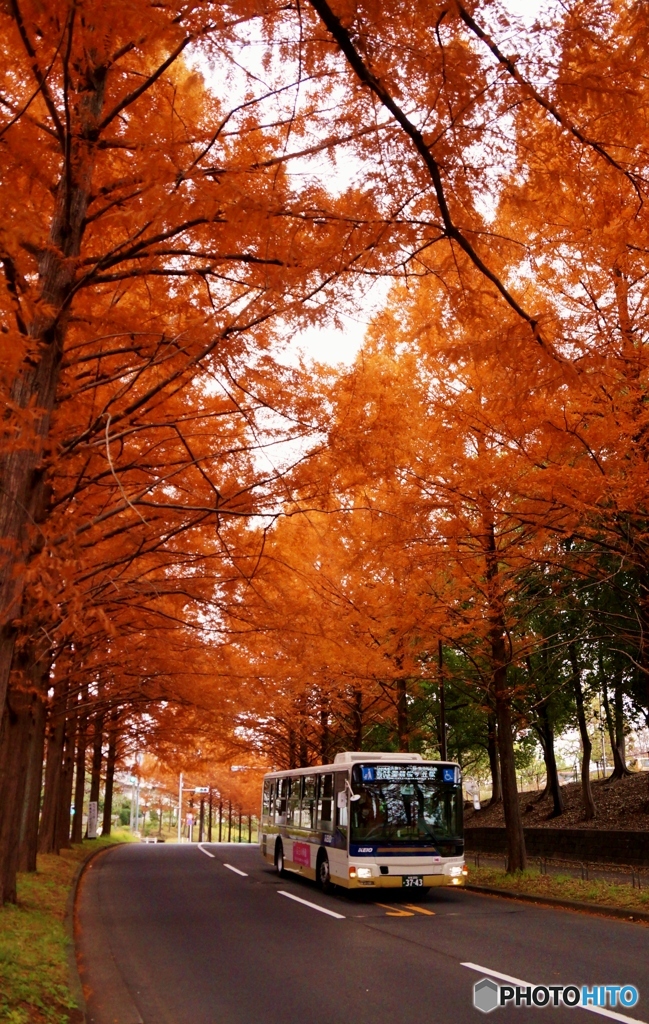 メタセコイアの紅葉並木を快走する路線バス！