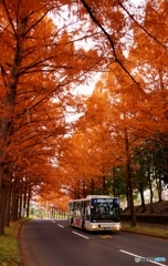 メタセコイアの紅葉並木を快走する路線バス！