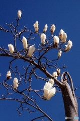 青空に向かい咲き始めの白モクレン！