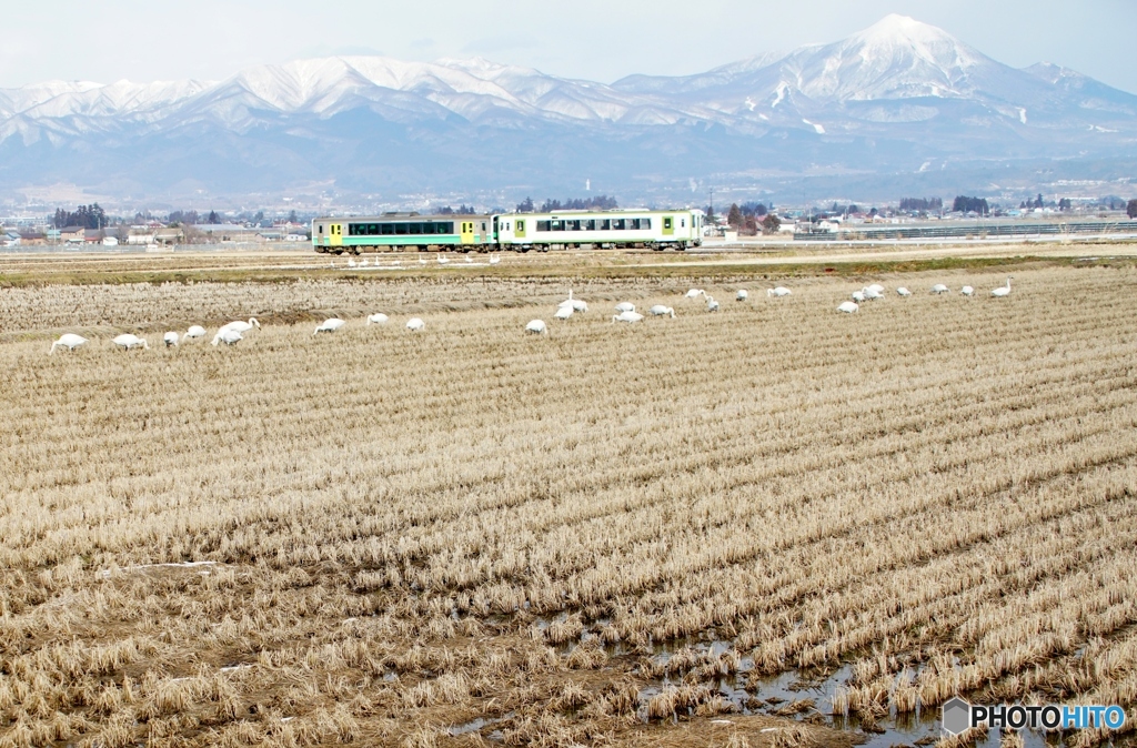 会津盆地の田んぼに群がる白鳥に磐梯山と只見線！