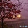 紅葉と霧の中の始発列車！