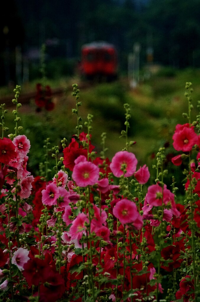 タチアオイの花を後に！