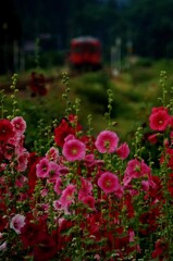 タチアオイの花を後に！